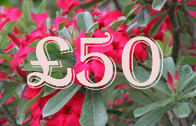 (image for) £50.00 Gift Certificate - Click Image to Close